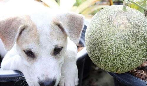 蜜瓜狗可以吃,揭秘狗狗的甜蜜美食之旅