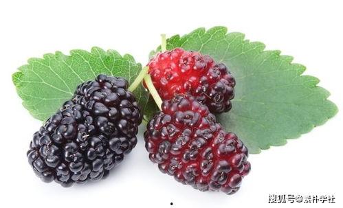 桑树上吃瓜,探寻桑树与瓜果的奇妙缘分