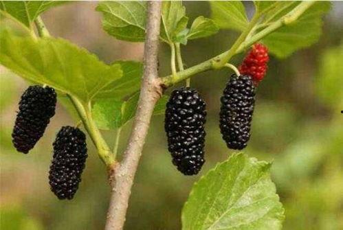 桑树上吃瓜,探寻桑树与瓜果的奇妙缘分